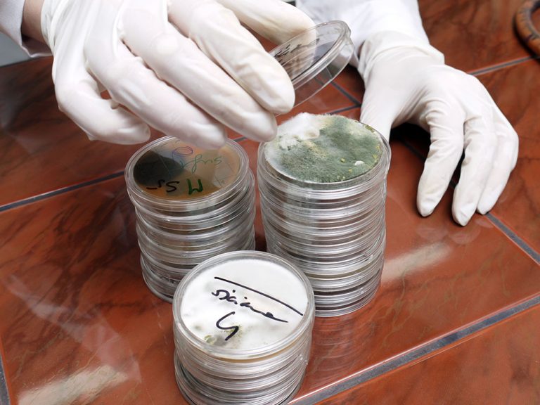 Closeup of hands opening petri dish with mold sample